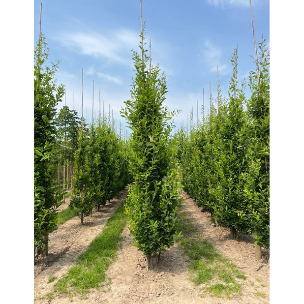 Pelarek - Quercus robur 'Fastigiata' - Stammens omkrets 16-18 cm, höjd 3,5-4 meter, GEV